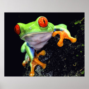 Frog 3-utskrift poster