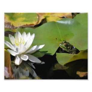 Frog Admiring Vatten Lily Lotus Flower 8 x 10 Natu Fototryck