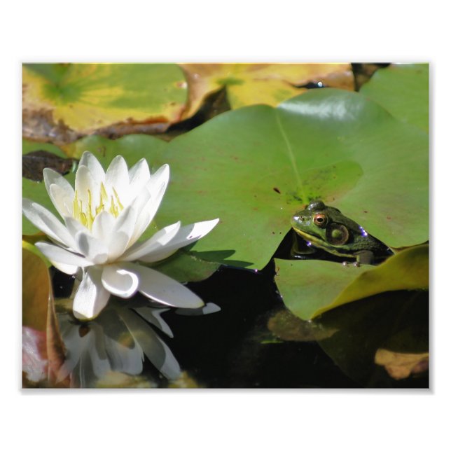 Frog Admiring Vatten Lily Lotus Flower 8 x 10 Natu Fototryck (Framsidan)