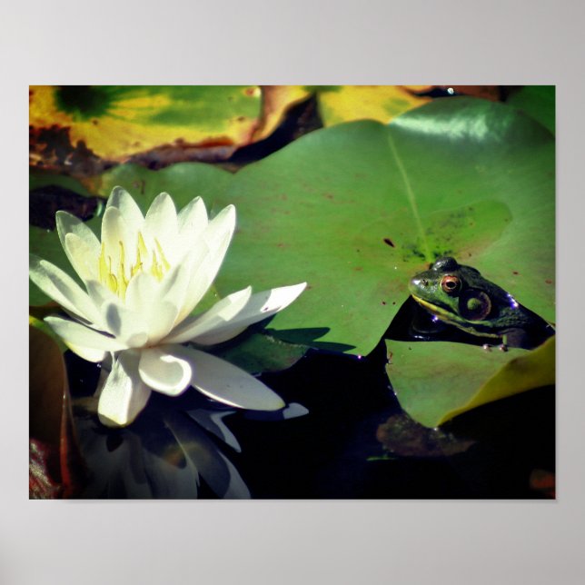 Frog Admiring Vatten Lily Poster (Framsidan)