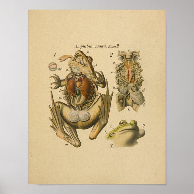 Frog Anatomy Print Paul Pfurtscheller Poster (Framsidan)