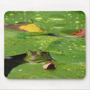 Frog and Lily Dynors Musmatta