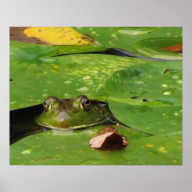 Frog and Lily Dynors Poster (Framsidan)