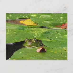 Frog and Lily Dynors Vykort