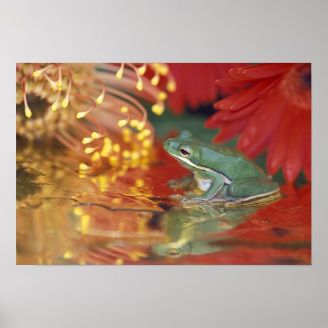 Frog and reflections among flowers. Credit as: Poster (Framsidan)