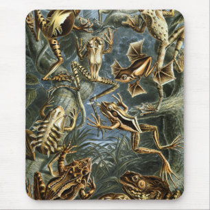 Frog and toad Ernst Haeckel vintage Musmatta