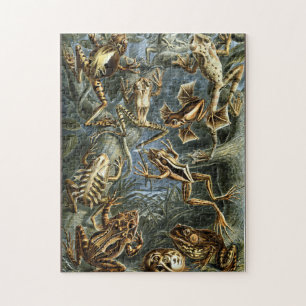 Frog and toad Ernst Haeckel vintage Pussel