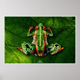 Frog av Johannes Stötter Poster