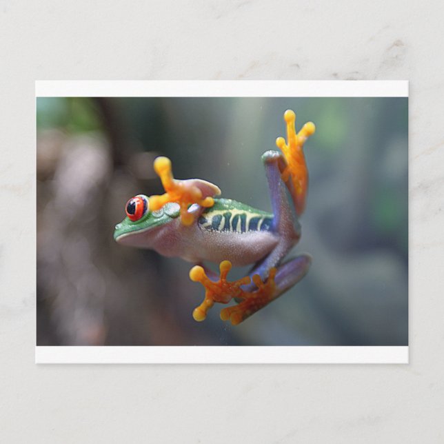 Frog av John Remar Jr. Vykort (Framsida)