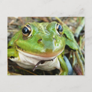 Frog Bilder vykort