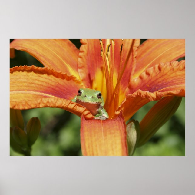 Frog-Flower Poster (Framsidan)