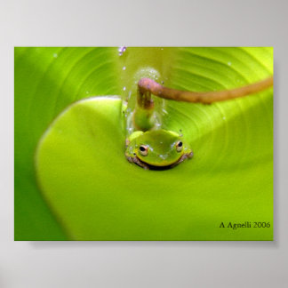 Frog gömmande i Banana löv Poster