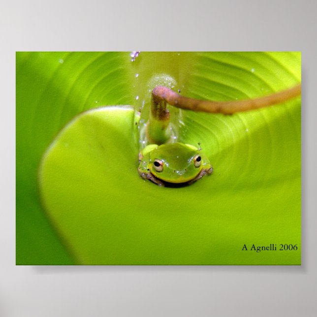 Frog gömmande i Banana löv Poster (Framsidan)