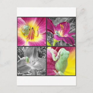 Frog i blomkrage vykort