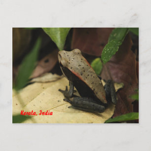 Frog i Kerala, Indien Vykort