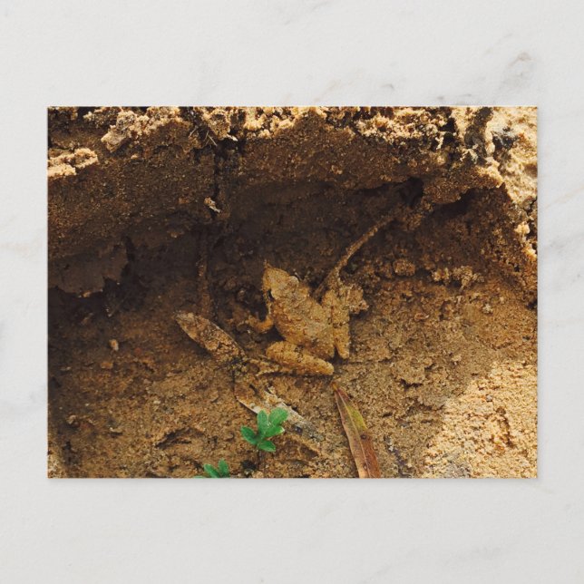 Frog i Pleasanton, Texas Vykort (Framsida)