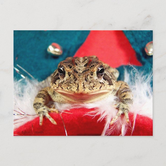 Frog jul, Tinsel, fjädrar, Santa mönster Helg Vykort (Framsida)