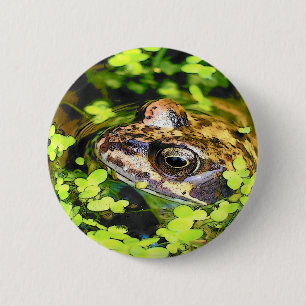 FROG KNAPP