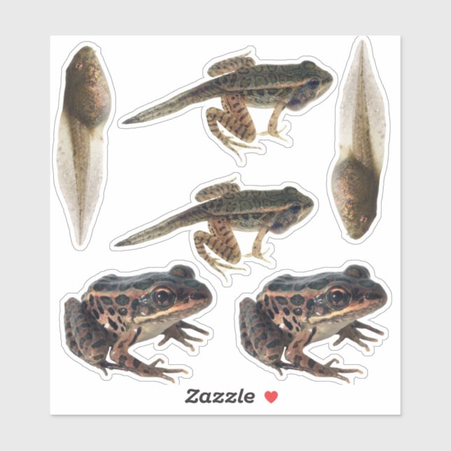 Frog Life Cycle Stickers Klistermärken (Ark)