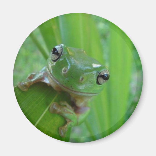 Frog Magnet (Framsidan)