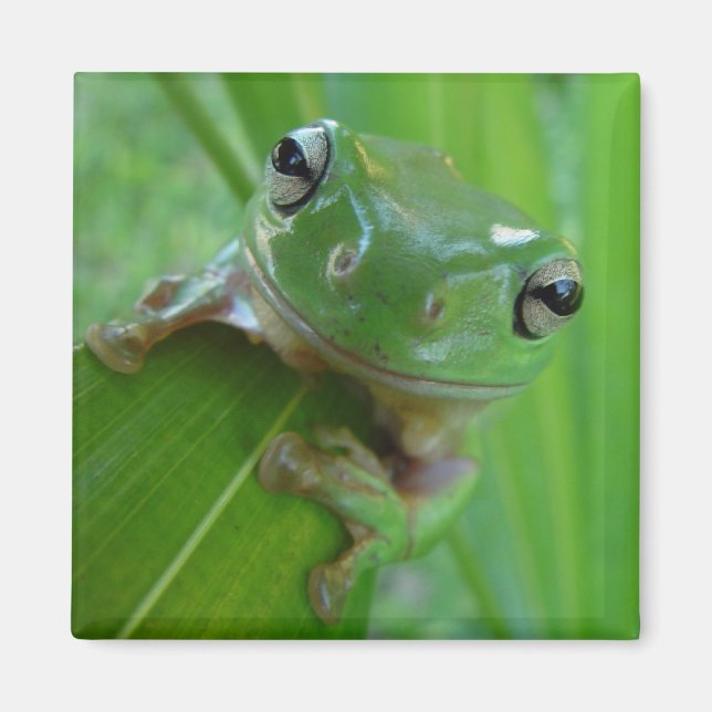 Frog Magnet (Framsidan)