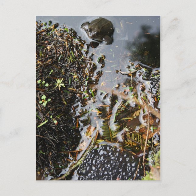 Frog med grovt inläggskort vykort (Framsida)