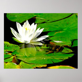 Frog med Vatten Lily Reflection Poster