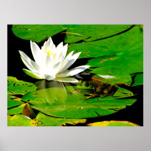 Frog med Vatten Lily Reflection Poster