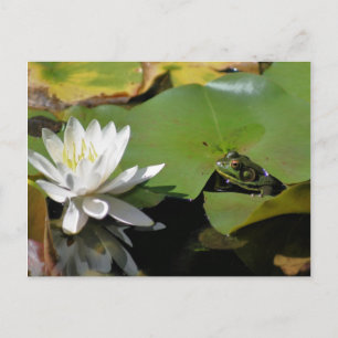 Frog och Vatten Lily Flower Nature-vykort Vykort