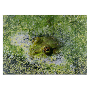 Frog Öga i en damm