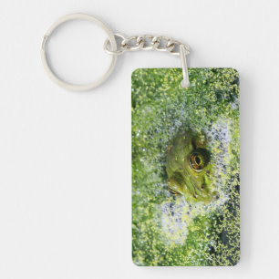 Frog Öga i en damm