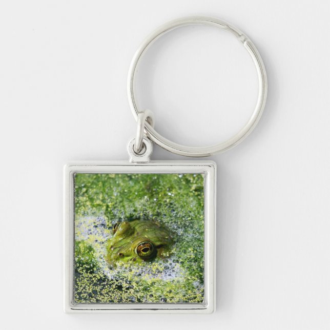 Frog Öga i en damm Fyrkantig Silverfärgad Nyckelring (Framsidan)