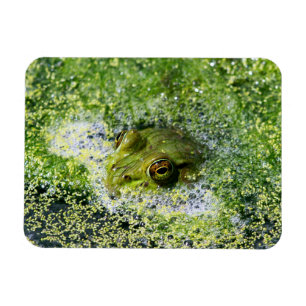 Frog Öga i en damm Magnet