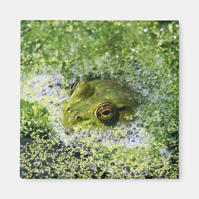 Frog Öga i en damm Magnet (Framsidan)