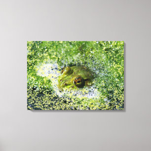 Frog Ögon Canvastryck