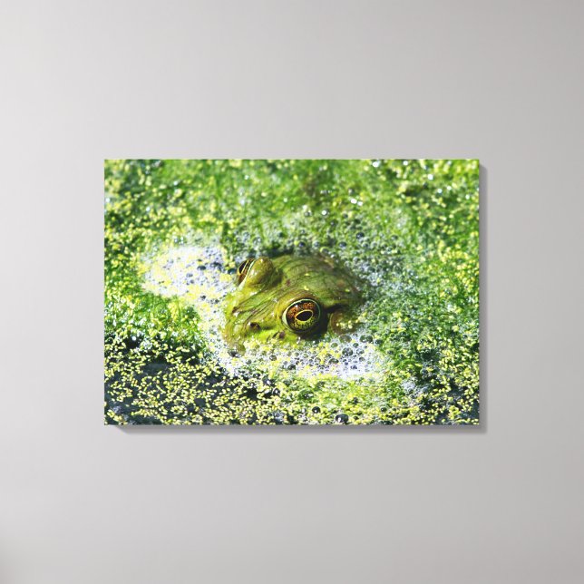 Frog Ögon Canvastryck (Framsida)