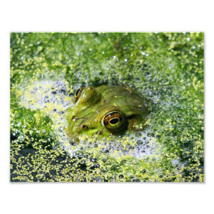Frog Ögon Fototryck