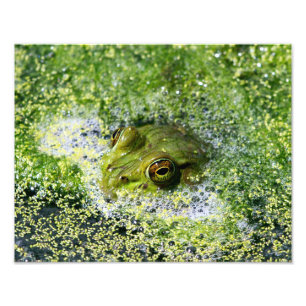 Frog Ögon Fototryck