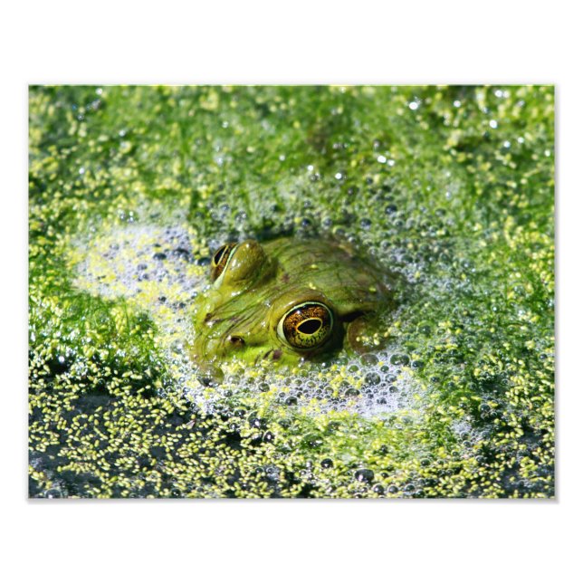 Frog Ögon Fototryck (Framsidan)