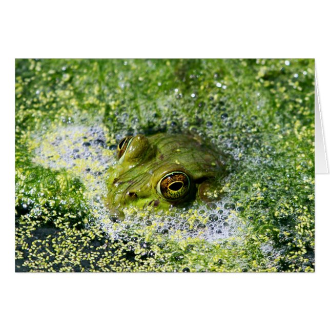 Frog Ögon Hälsningskort (Framsidan Horizontal)