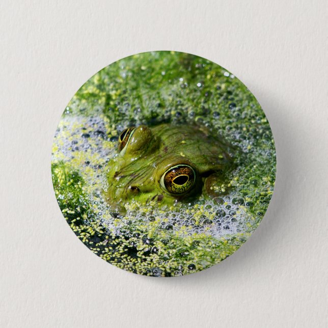 Frog Ögon Knapp (Framsida)