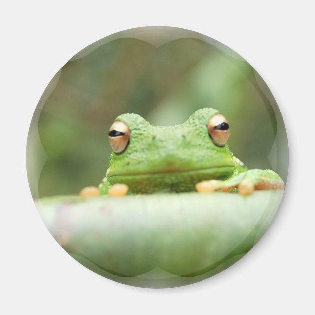 Frog Ögon Magnet (Framsidan)