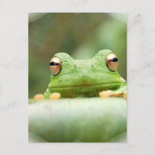 Frog Ögon vykort