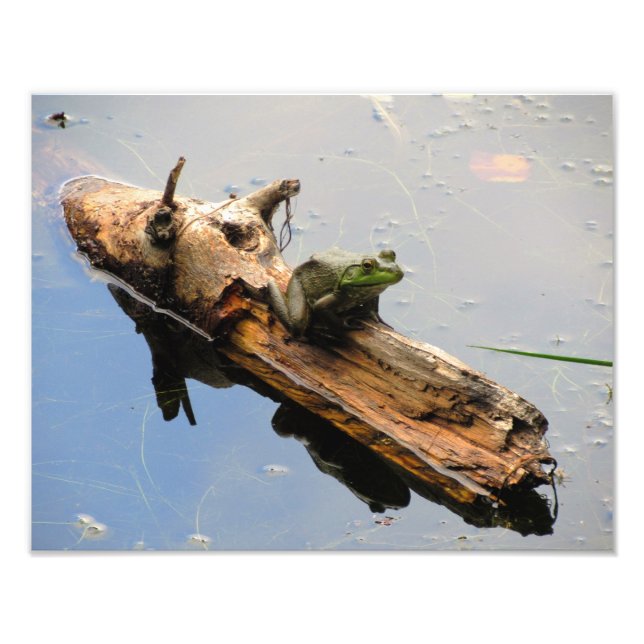 Frog på en logg fototryck (Framsidan)