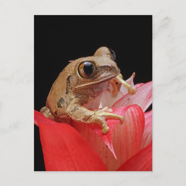 Frog på en röd blomma vykort (Framsida)