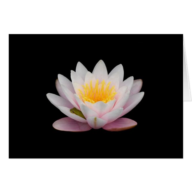 Frog på Lily Hälsningskort (Framsidan Horizontal)