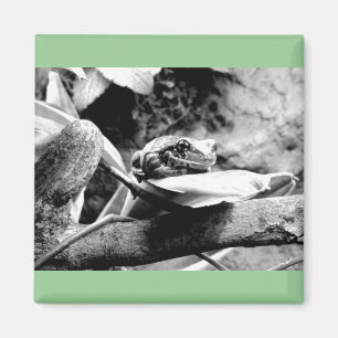 Frog på Löv B+W Magnet