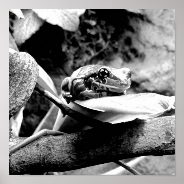 Frog på Löv B+W Poster (Framsidan)