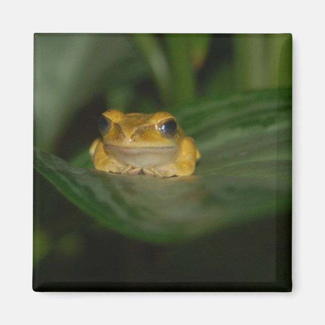 Frog på Löv Magnet (Framsidan)
