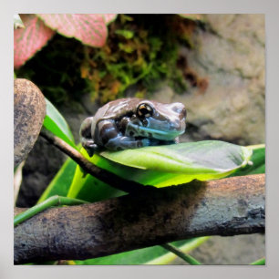 Frog på Löv Poster